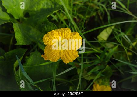 Nahaufnahme der Kürbisblume aus Schwamm. Kürbisblume aus Schwamm. Gelbe Kürbisblume mit Schwamm gegen grüne Blätter. Luffa aegyptiaca, der Kürbisschwamm, ägyptischer cucu Stockfoto