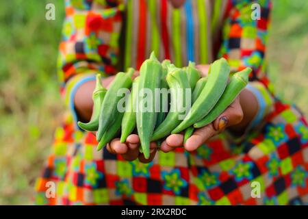 Nahaufnahme von Marienfinger-Gemüse zur Hand. Nahaufnahme von Okra .Lady Fingers. Lady Finger oder Okra-Gemüse auf dem Bauernhof. Plantage von natürlichem Okra. Stockfoto