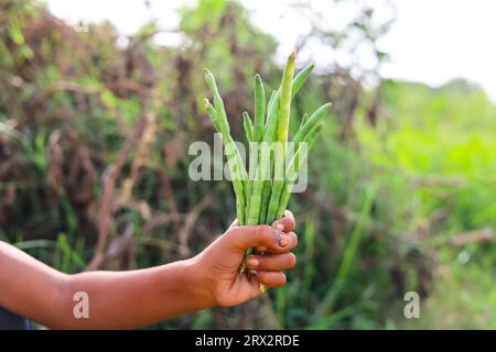 Erfassung von Kuherbsen-Gemüseschoten vor verschwommenem Hintergrund. Cowpeas-Gemüse zur Hand. Lange Schoten mit Gemüse zur Hand. Gesunde Ernährung. Pro Stockfoto