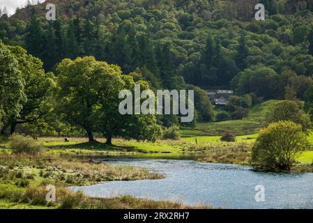 Tranquill-Szene von The Elter Water in the Lake District National Park Towrds Birk Rigg Park Coppice. Stockfoto