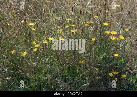 Glatter Habsbart (Crepis capillaris), der mit anderen Gräsern und breitblättrigen Pflanzen in gestörtem Abgrund, Berkshire, August, blüht Stockfoto