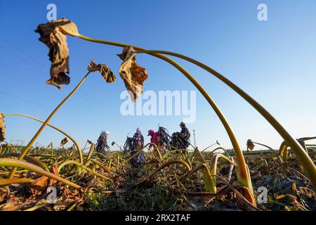 Luannan County, China - 16. Oktober 2022: Farmers Harvest Taro in the Fields, Luannan County, Provinz Hebei, China Stockfoto