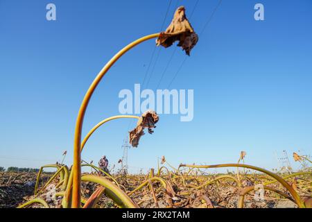 Luannan County, China - 16. Oktober 2022: Farmers Harvest Taro in the Fields, Luannan County, Provinz Hebei, China Stockfoto