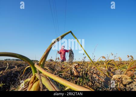 Luannan County, China - 16. Oktober 2022: Farmers Harvest Taro in the Fields, Luannan County, Provinz Hebei, China Stockfoto