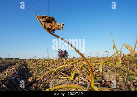 Luannan County, China - 16. Oktober 2022: Farmers Harvest Taro in the Fields, Luannan County, Provinz Hebei, China Stockfoto