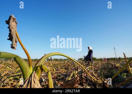 Luannan County, China - 16. Oktober 2022: Farmers Harvest Taro in the Fields, Luannan County, Provinz Hebei, China Stockfoto