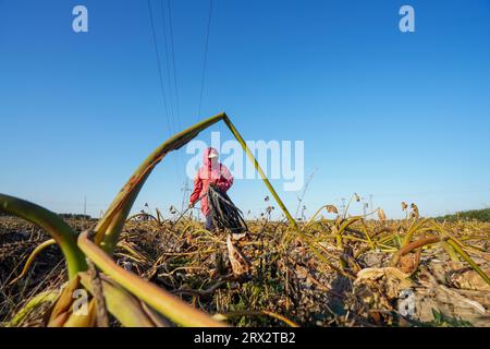 Luannan County, China - 16. Oktober 2022: Farmers Harvest Taro in the Fields, Luannan County, Provinz Hebei, China Stockfoto