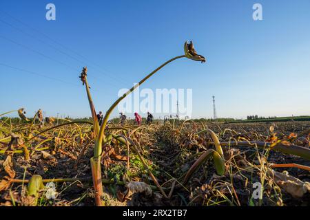 Luannan County, China - 16. Oktober 2022: Farmers Harvest Taro in the Fields, Luannan County, Provinz Hebei, China Stockfoto