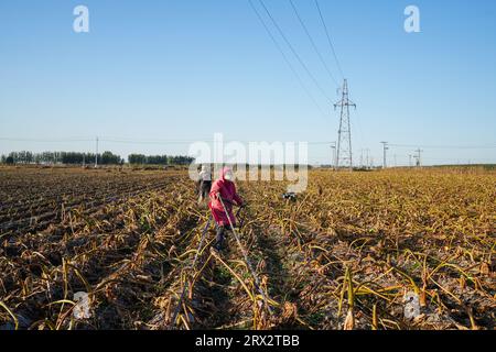 Luannan County, China - 16. Oktober 2022: Farmers Harvest Taro in the Fields, Luannan County, Provinz Hebei, China Stockfoto