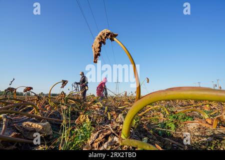 Luannan County, China - 16. Oktober 2022: Farmers Harvest Taro in the Fields, Luannan County, Provinz Hebei, China Stockfoto