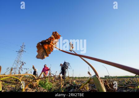 Luannan County, China - 16. Oktober 2022: Farmers Harvest Taro in the Fields, Luannan County, Provinz Hebei, China Stockfoto