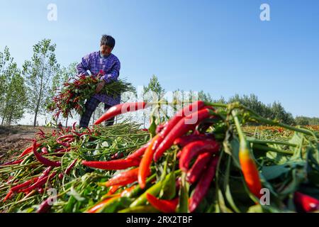 Luannan County, China - 16. Oktober 2022: Bauern ernten Paprika auf den Feldern, Luannan County, Provinz Hebei, China Stockfoto