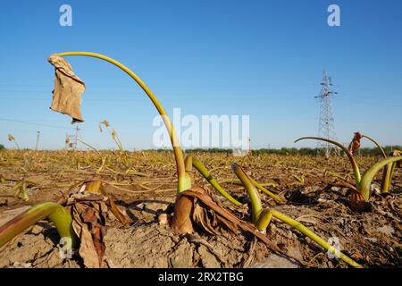 Luannan County, China - 16. Oktober 2022: Farmers Harvest Taro in the Fields, Luannan County, Provinz Hebei, China Stockfoto