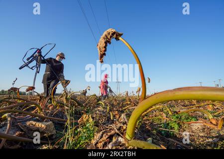 Luannan County, China - 16. Oktober 2022: Farmers Harvest Taro in the Fields, Luannan County, Provinz Hebei, China Stockfoto