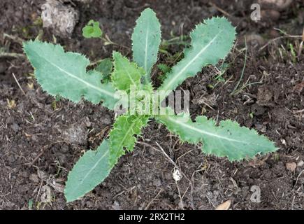 Stachelige Sauendistel, stachelige Mariendistel, rohe Mariendistel (Sonchus asper) Rosette von jungen stacheligen Blättern von jährlichen oder zweijährigen Unkrautpflanzen in einem Garten Stockfoto