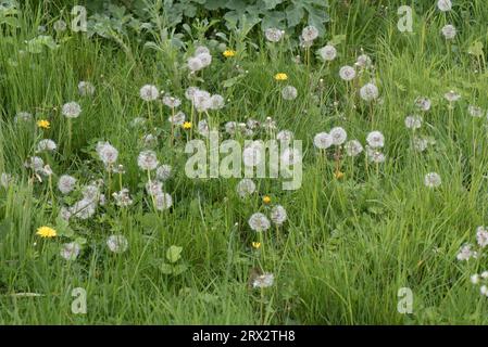 Löwenzahn (Taraxacum officinale), die Köpfe von Wind geblasenen Pappi-„Uhren“ auf rauen Weiden, Berkshire, Mai Stockfoto
