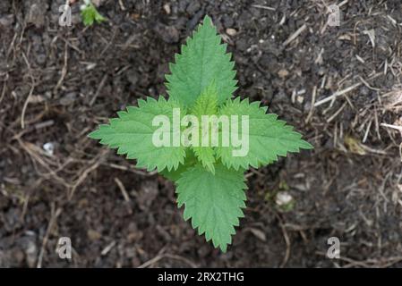 Brennnessel (Urtica dioica) Keimling Staudenkrautpflanze mit frühen echten Blättern in einem Gartenblumenbeet, Berkshire, Juni Stockfoto