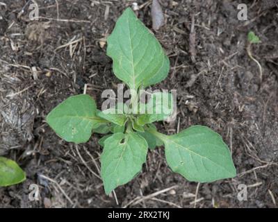 Schwarzer Nachtschatten (Solanum nigrum) junge kurzlebige Staudenunkrautpflanze mit frühen echten Blättern in einem Gartenblumenbeet, Berkshire, Juni Stockfoto