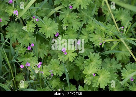 Taubenfuß-Kranichschnabel oder Taubenfuß-Geranie (Geranium molle) niedrig wachsende rosa blühende Anua-Pflanze in kurzem Grasland, Berkshire, Juni Stockfoto