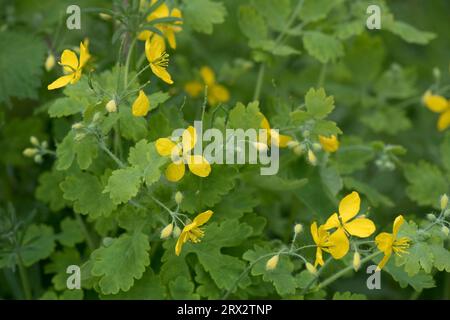 Greater Sellandine (Chelidonium majus) gelbe Blüten und Blätter einer ausdauernden krautigen Pflanze der Mohnfamilie, Berkshire, Mai Stockfoto