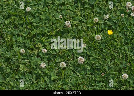 Weißklee (Trifolium repens) und kriechende Butterblume (Ranunculus repens), die in kurzen Grasfeldern blühen, Berkshire, Juni Stockfoto