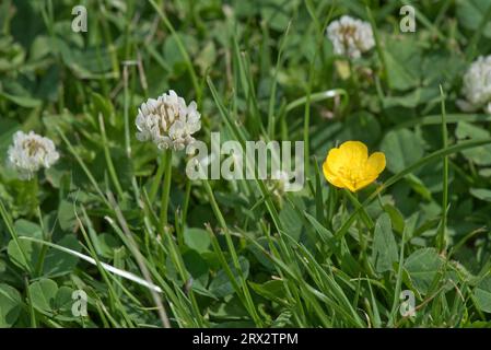 Weißklee (Trifolium repens) und kriechende Butterblume (Ranunculus repens), die in kurzen Grasfeldern blühen, Berkshire, Juni Stockfoto