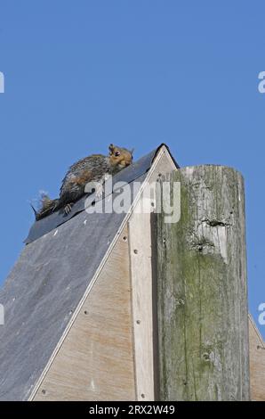 Graues Eichhörnchen (Sciurus carolinensis), das einen Erwachsenen auf einer Scheuneneule auf einer Stange inmitten von nasser Weide verteilt, Eccles-on-Sea, Norfolk, Vereinigtes Königreich. Stockfoto