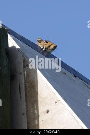 Graues Eichhörnchen (Sciurus carolinensis), das einen Erwachsenen auf einer Scheuneneule auf einer Stange inmitten von nasser Weide verteilt, Eccles-on-Sea, Norfolk, Vereinigtes Königreich. Stockfoto