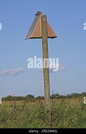 Graues Eichhörnchen (Sciurus carolinensis), das einen Erwachsenen auf einer Scheuneneule auf einer Stange inmitten von nasser Weide verteilt, Eccles-on-Sea, Norfolk, Vereinigtes Königreich. Stockfoto