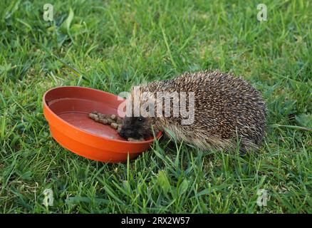 WESTERN Hedgehog (Erinaceus europaeus), unreife Fütterung an der Schale auf dem Rasen Norfolk, UK. April Stockfoto