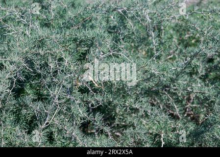 Spargelalbus. Foto aufgenommen auf der Insel Tabarca, Provinz Alicante, Spanien Stockfoto