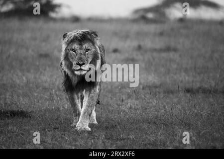 Afrikanischer Löwe (Panthera Leo), Maasai Mara, Mara North, Kenia, Ostafrika, Afrika Stockfoto