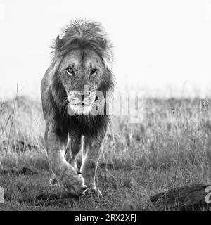 Afrikanischer Löwe (Panthera Leo), Mara North, Maasai Mara, Kenia, Ostafrika, Afrika Stockfoto