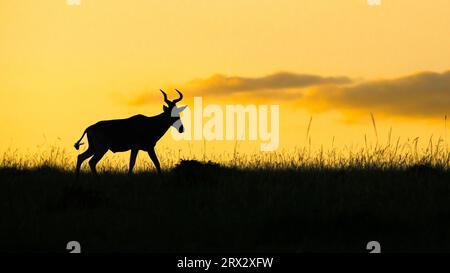 Hartebeest (Alcelaphus Buselaphus), Mara North, Maasai Mara, Kenia, Ostafrika, Afrika Stockfoto