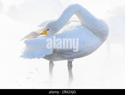 Whooper Swan (Cygnus cygnus), Kussaro Lake, Hokkaido, Japan, Asien Stockfoto
