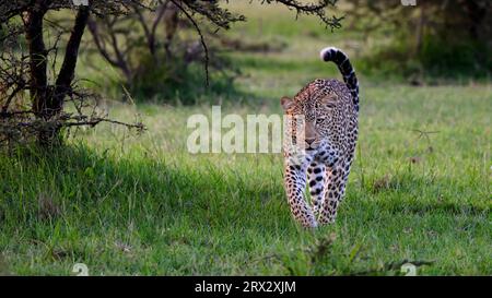 Leoparden (Panthera Pardus), Maasai Mara, Mara North, Kenia, Ostafrika, Afrika Stockfoto
