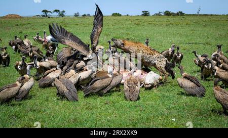 Geier und Hyänen (Hyaenidae) an Schlachtkörpern, Mara North, Kenia, Ostafrika, Afrika Stockfoto