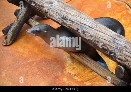 Seelöwen im Jungle Park von Teneriffa. Stockfoto