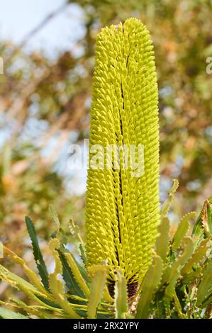 Candlestick Banksia, Banksia attenuata, eine schlanke banksia-Art, die in der südwestlichen Region von Western Australia endemisch ist. Stockfoto