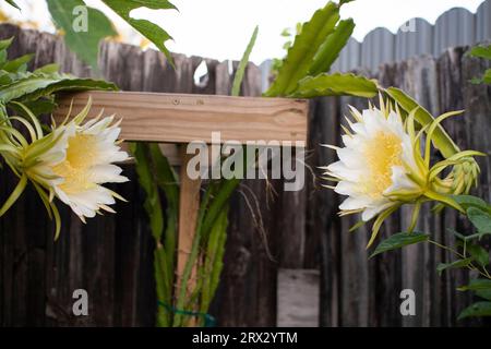 Blumen der Drachenfrucht. Blühende Pitaya. Der Anbau von Drachenfrüchten Stockfoto