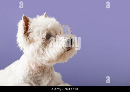 Weißer Hund West Highland weißer Terrier, trägt Brille mit Herzen auf farbigem Hintergrund. Hochwertige Fotos Stockfoto