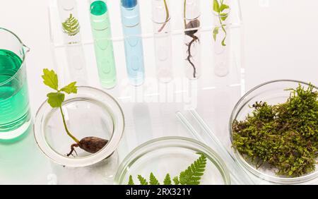 Reagenzgläser mit Pflanzen im Halter, Vitamine auf hellem Hintergrund, Labor. Stockfoto