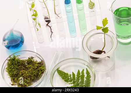 Reagenzgläser mit Pflanzen im Halter, Vitamine auf hellem Hintergrund, Labor. Stockfoto