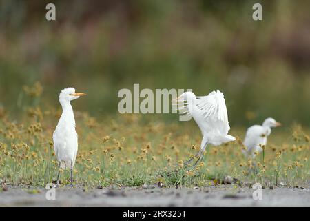Umhüllt von blühenden Wiesen, die Rinderreiher (Bubulcus ibis) Stockfoto