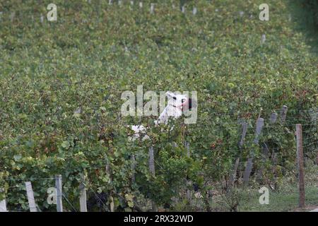 Bordeaux, Frankreich. September 2023. Ein Lama namens Lee schlendert durch die Weinberge im Chateau Smith Haut Lafitte, einem Grand Cru classé de Graves, Freitag, 22. September 2023 in Martillac, außerhalb von Bordeaux, Südwestfrankreich. Foto von Bob Edme/Pool/ABACAPRESS.COM Credit: Abaca Press/Alamy Live News Stockfoto