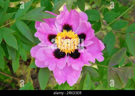 Paeonia suffruticosa wächst im Gewächshaus. Violette Pflanze. Auffällige Blumen. Kultiviert für seine romantischen Blumen. Stockfoto