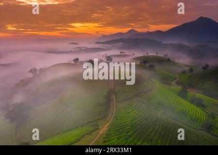 Long Coc Tea Hill, Vietnam, Indochina, Südostasien, Asien Stockfoto