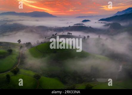 Long Coc Tea Hill, Vietnam, Indochina, Südostasien, Asien Stockfoto