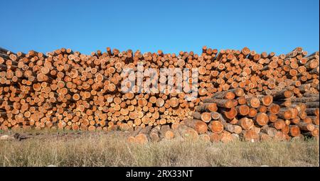 Ein Holzstapel in einer Holzmühle in Radium, British Columbia, Kanada Stockfoto