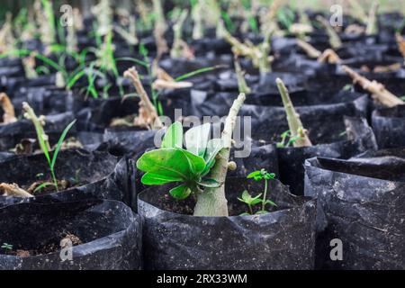 Adenium Obesum, bekannt als Wüstenrose, wächst in einer Gärtnerei auf Stockfoto